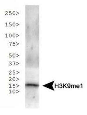 Western Blot: Histone H3 [Monomethyl Lys9] AntibodyBSA Free [NB21-1071]